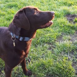 Close-up of dog on field