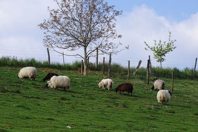 Sheep grazing in a field