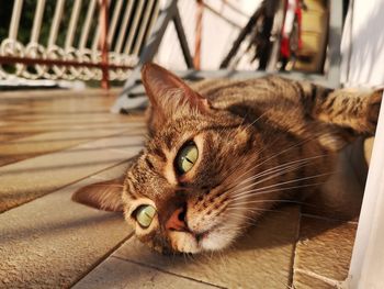 Close-up portrait of a cat resting on floor