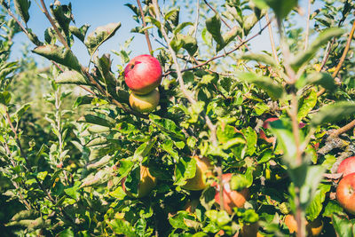 Apple growing on tree