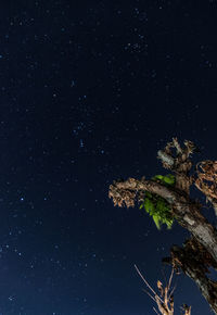 Low angle view of tree against sky at night