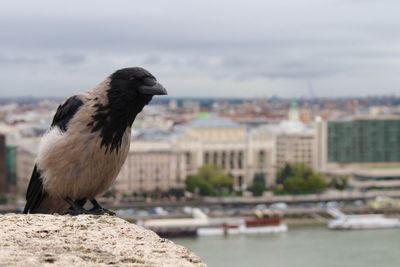 Close-up of bird perching on retaining wall against sky