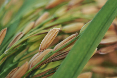 Close-up of plant growing on field