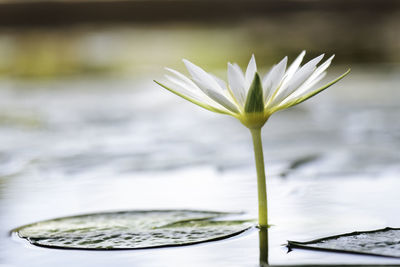 Close-up of lotus water lily in lake