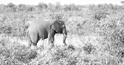 View of elephant on field