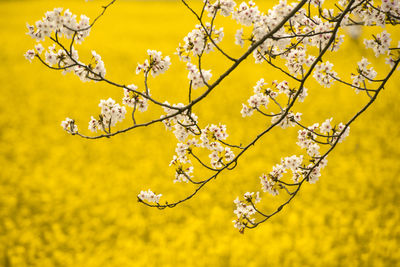 Close-up of cherry blossom tree