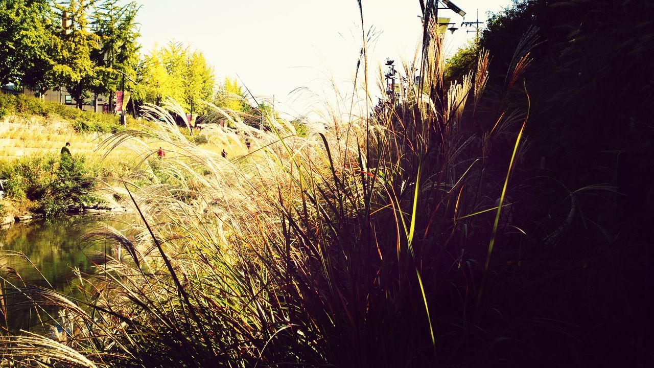 growth, plant, tranquility, water, grass, nature, tranquil scene, tree, beauty in nature, green color, sky, growing, clear sky, scenics, field, sunlight, outdoors, day, no people, reflection