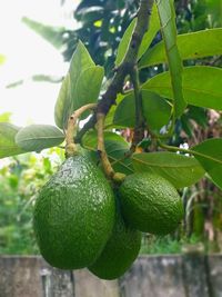 Close-up of fruits growing on tree