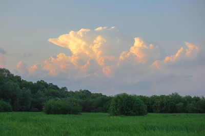 Scenic view of trees on field against sky