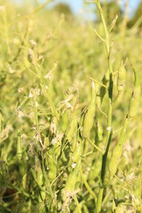 Close-up of crops growing on field