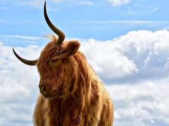 Low angle view of highland cattle against sky