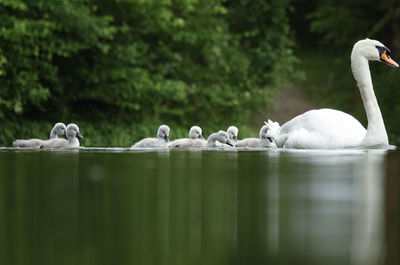 Swans swimming in lake