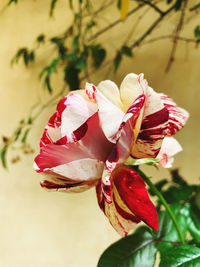 Close-up of red rose flower