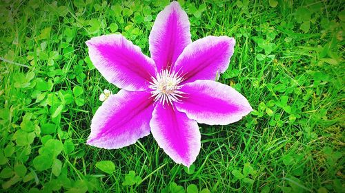 Close-up of purple flowers blooming in field