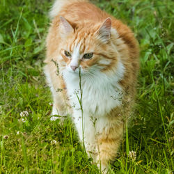 Close-up of cat on field