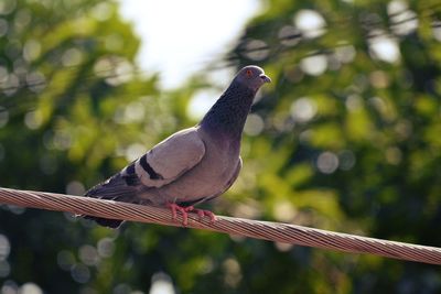 Low angle view of pigeon perching on steel cable