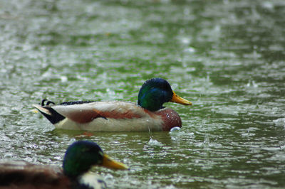 Ducks swimming in lake