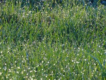 Full frame shot of plants on field