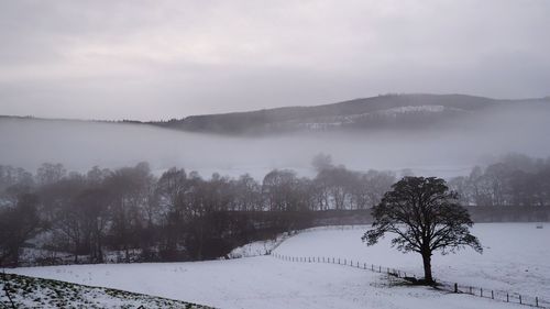 Trees on snow covered landscape against sky