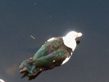 Close-up of bird perching