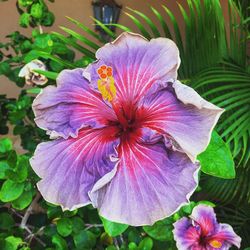Close-up of hibiscus blooming outdoors