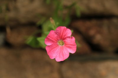 Close-up of pink flower blooming outdoors