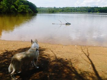 Dog sitting by lake against sky