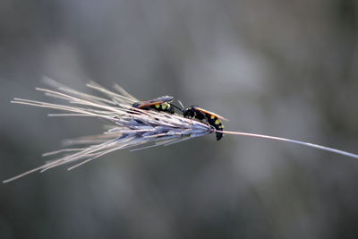 Close-up of dragonfly