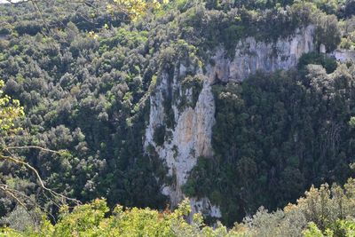 Scenic view of waterfall in forest