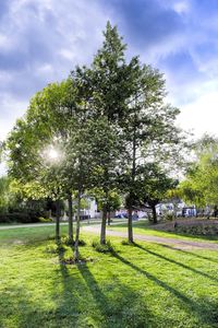 Trees on field against sky