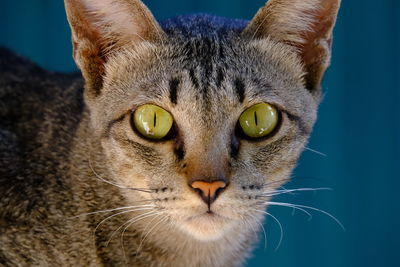 Close-up portrait of a cat