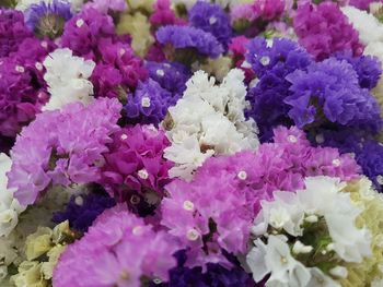 Close-up of purple flowers