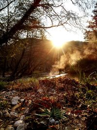 Sun shining through trees