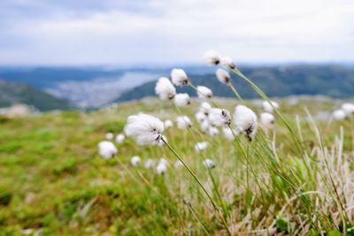 Close-up of white flowering plants on field