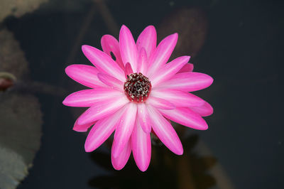 Close-up of pink flower