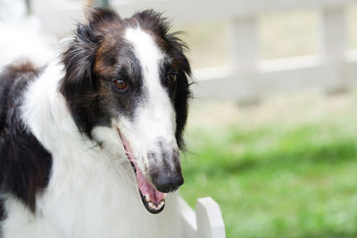 Portrait of beautiful greyhound in the garden