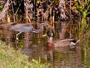 Side view of birds in water