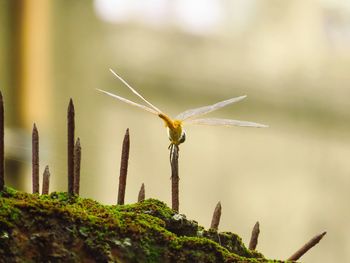 Close-up of dragonfly on plant