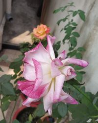 Close-up of pink rose