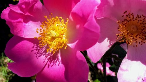 Close-up of pink flowering plant