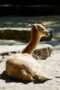 Close-up of lama in zoo
