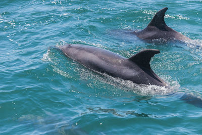 View of whale swimming in sea