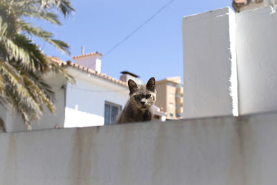 Low angle view of a cat in the ceiling