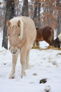 Horse on snow covered land