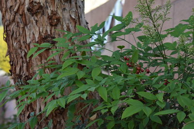 Close-up of leaves