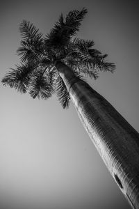 Low angle view of palm tree against clear sky