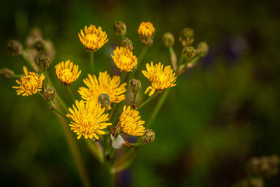 Close-up of insect on yellow flower