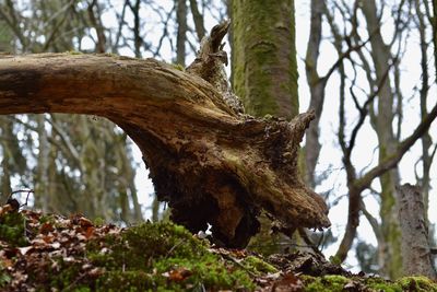 Low angle view of squirrel on tree