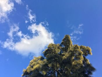 Low angle view of trees against blue sky