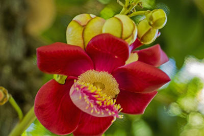 Close-up of red flowers blooming outdoors